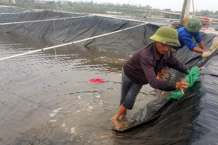 nuôi ngao, nuôi ngao giống, nghề nuôi ngao, nuôi ngao sinh sản, nông dân làm giàu