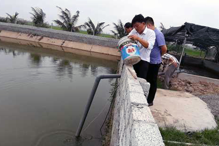 nuôi cá, mô hình nuôi cá, nuôi cá lóc, nuôi cá lóc đầu nhím