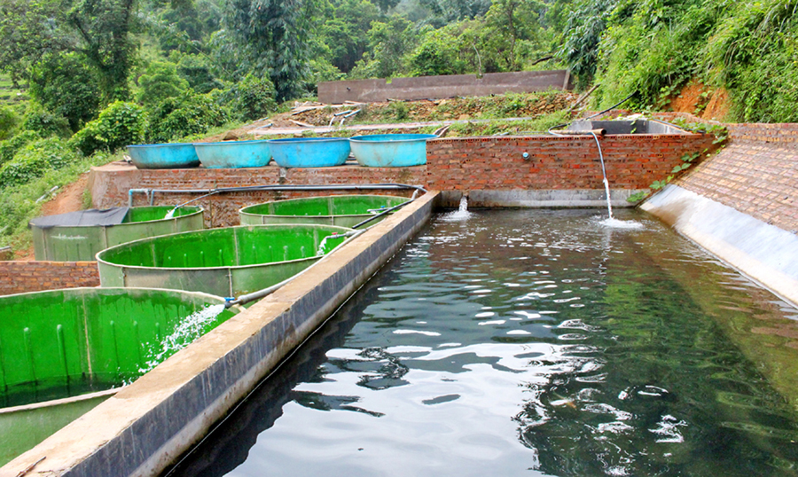 nuôi cá, nuôi cá tầm, nuôi cá tầm Bình Liêu, nuôi cá tầm Quảng Ninh