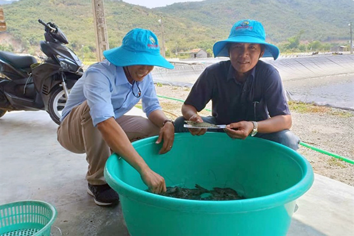 nuôi tôm, mô hình nuôi tôm, công nghệ Semi Biofloc, công nghệ Biofloc