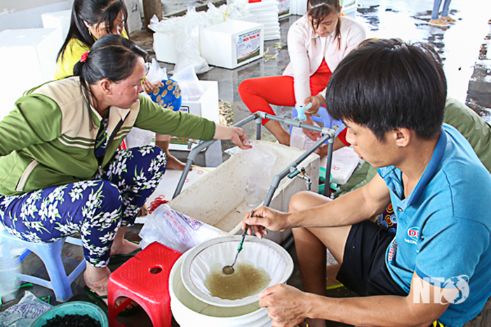 tôm giống, sản xuất tôm giống, tôm giống Ninh Thuận, thủy sản