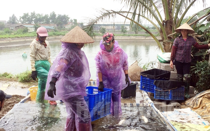 nuôi cá, nuôi cá Hải dương, mô hình nuôi cá, vùng nuôi thủy sản