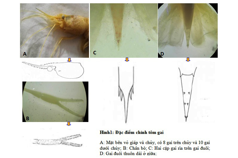 tôm gai, giáp xác mamg bệnh, bệnh WSSV, bệnh trên tôm, bệnh trên tôm thẻ