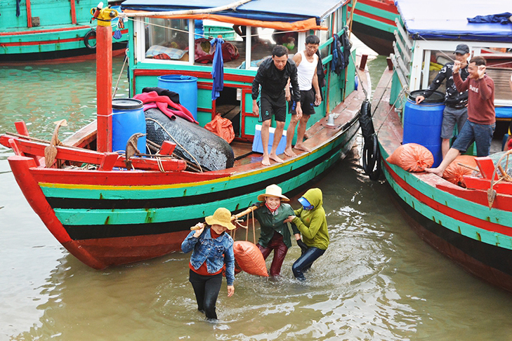 sò lụa, đánh bắt, thủy sản, đánh bắt thủy sản, trúng sò lụa