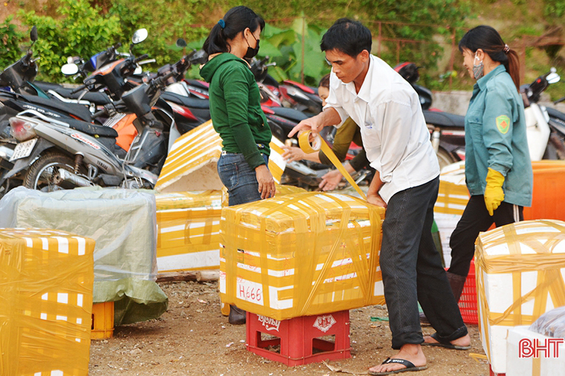 sò lụa, đánh bắt, thủy sản, đánh bắt thủy sản, trúng sò lụa