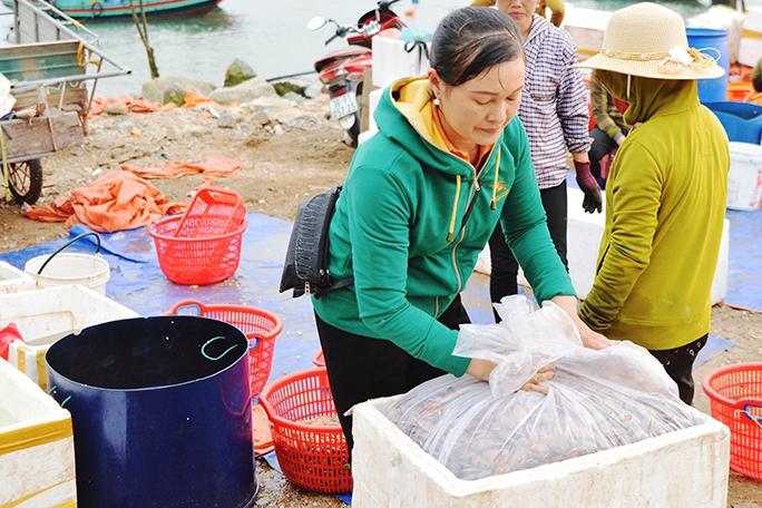 sò lụa, đánh bắt, thủy sản, đánh bắt thủy sản, trúng sò lụa