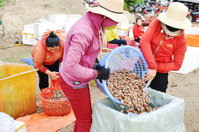 sò lụa, đánh bắt, thủy sản, đánh bắt thủy sản, trúng sò lụa