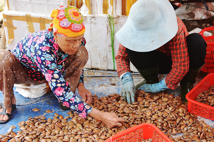 sò lụa, đánh bắt, thủy sản, đánh bắt thủy sản, trúng sò lụa