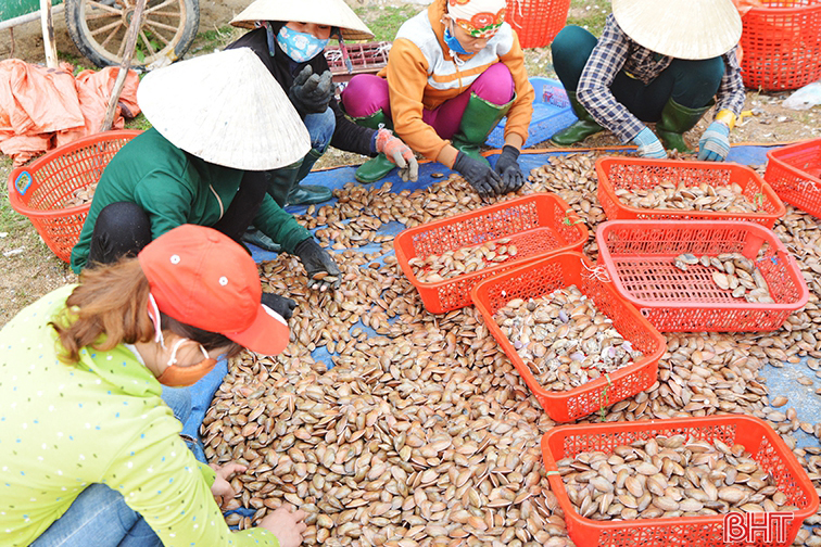 sò lụa, đánh bắt, thủy sản, đánh bắt thủy sản, trúng sò lụa