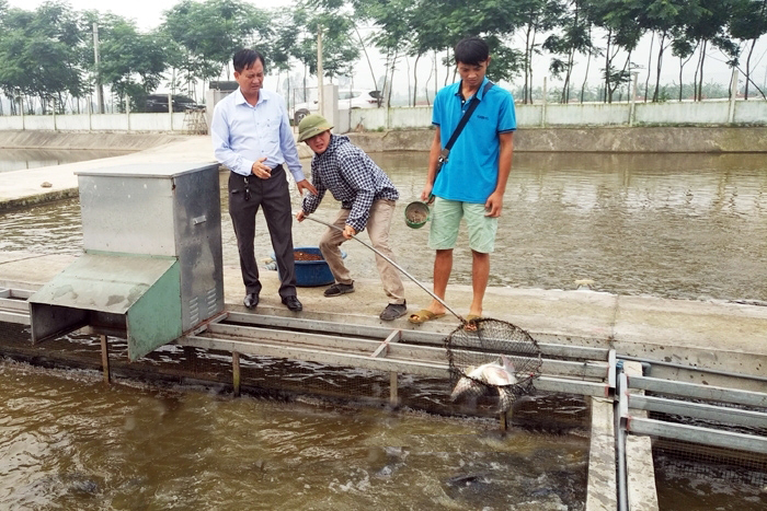 nuôi cá, mô hình nuôi cá, nuôi cá sạch, nuôi cá Hải Dương, sông trong ao