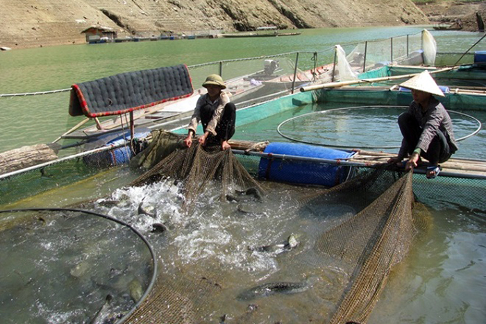 nuôi cá, cho cá ăn tỏi, trị bệnh cho cá, phòng bệnh cá, bệnh trên cá, nuôi cá lồng