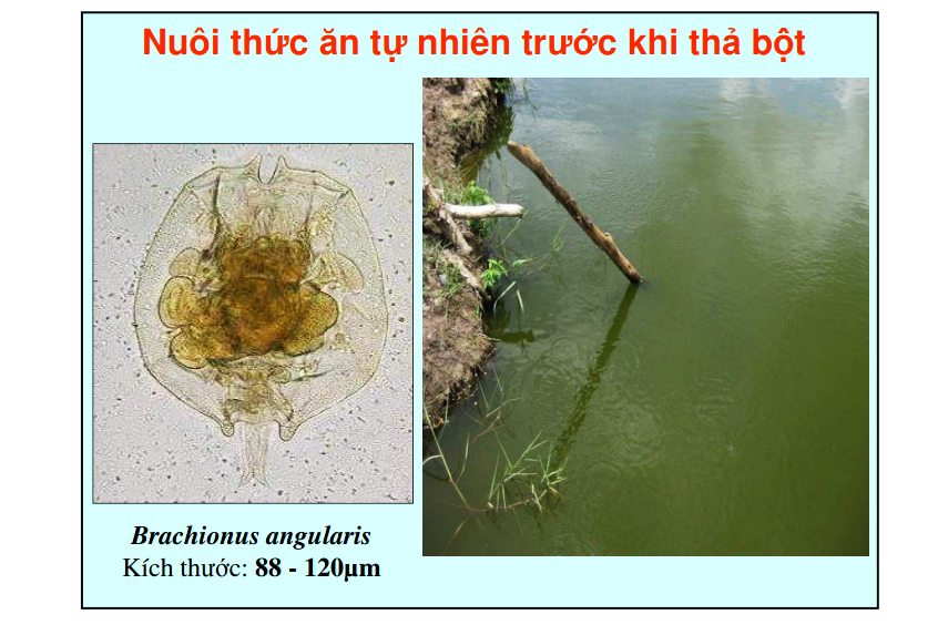 nuôi cá tra, cá tra, tỉ lệ sống cá tra, nuôi cá, kỹ thuật nuôi cá