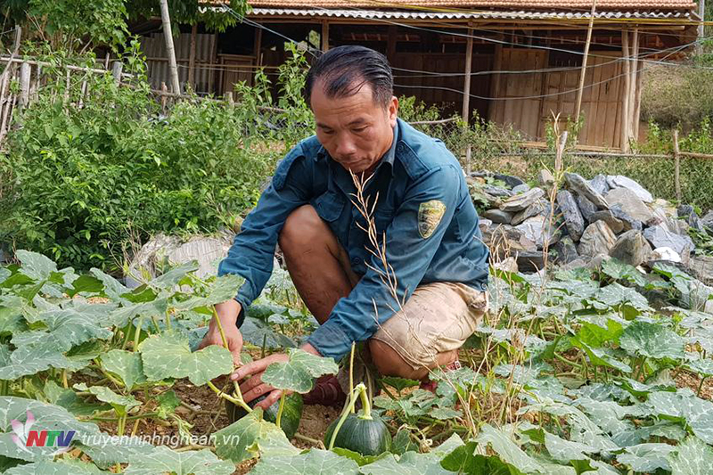 nuôi cá, nuôi cá nước ngọt, kỹ thuật nuôi cá, mô hình nuôi cá, nuôi cá Nghệ An