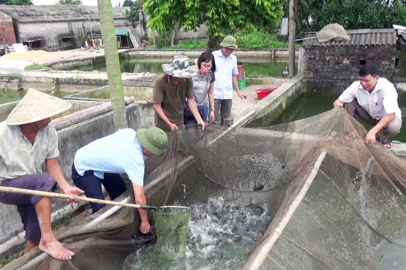 nuôi cá, mô hình nuôi cá, nông dân làm giàu, thủy sản, nuôi cá rô, nuôi cá rô đồng