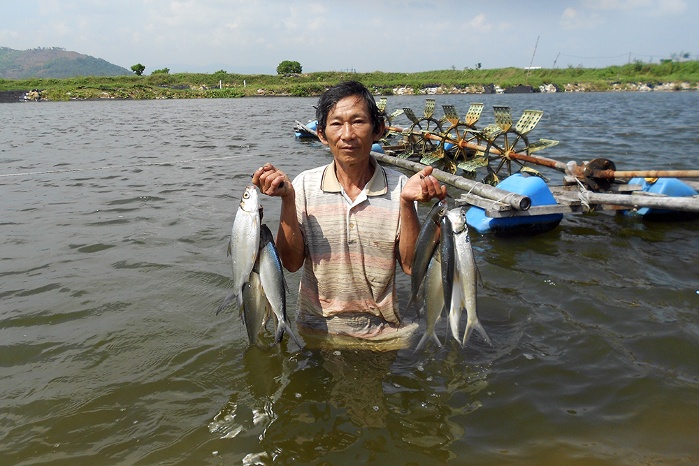 kỹ thuật nuôi cá, kỹ thuật nuôi cá măng, nuôi cá măng, cá măng