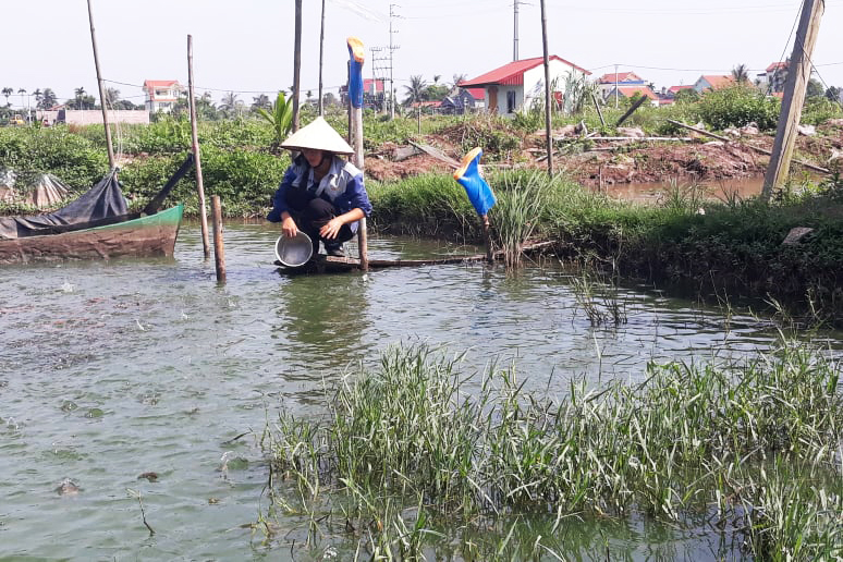 nuôi ếch, mô hình nuôi ếch, nuôi ếch làm giàu, giá ếch, nông dân làm giàu