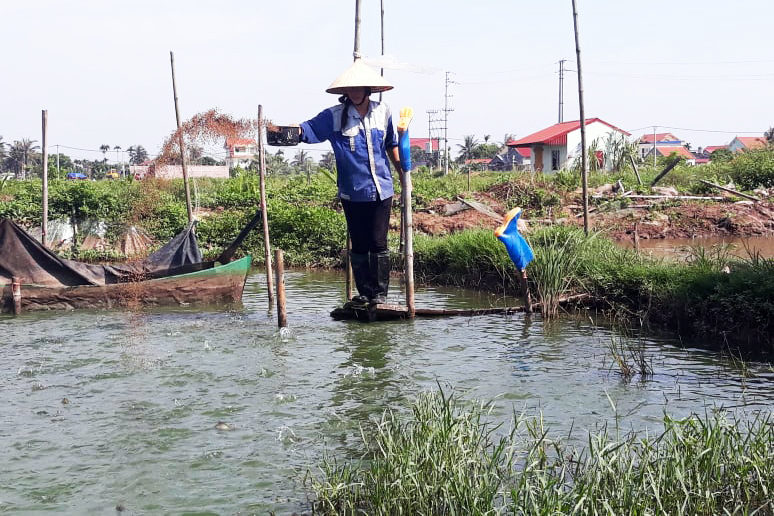 nuôi ếch, mô hình nuôi ếch, nuôi ếch làm giàu, giá ếch, nông dân làm giàu