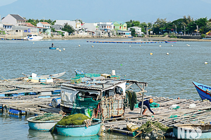 Nuôi cá, nuôi cá biển, nuôi trồng thủy sản, chính sách thủy sản, nuôi cá Ninh Thuận