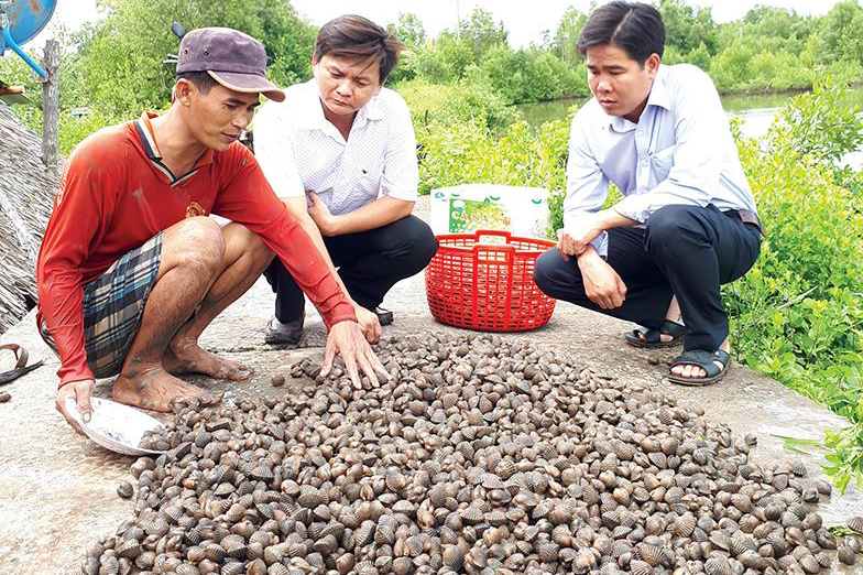 nuôi tôm, mô hình nuôi tôm, nuôi tôm kết hợp, nuôi tôm sú, nuôi sò huyết