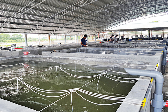 Nuôi tôm, nuôi tôm Quảng Ninh, kỹ sư nuôi tôm, nuôi trồng thủy sản