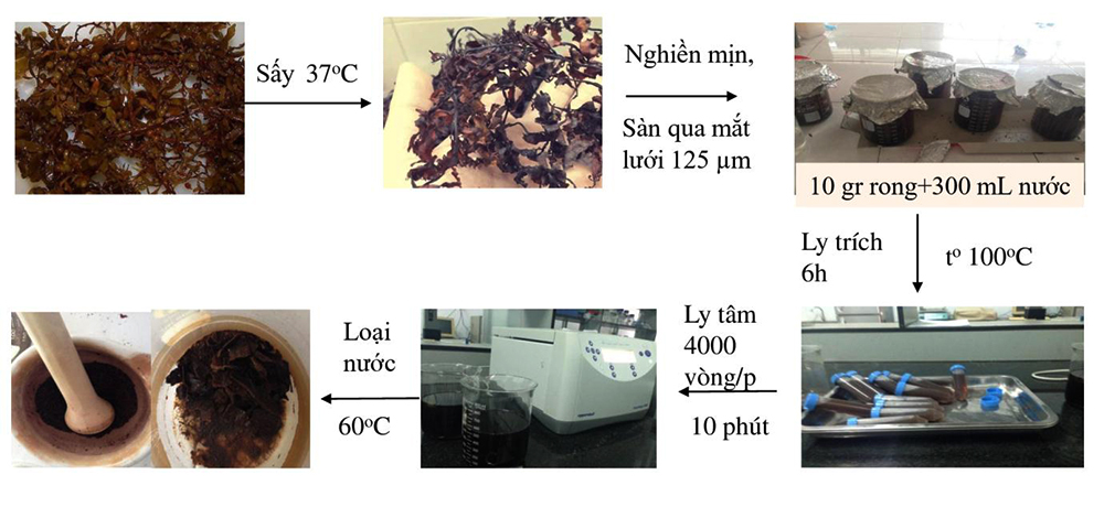 chiết xuất rong mơ, trị bệnh trên cá, thảo dược nuôi cá, nuôi cá, cá lóc, bệnh trên cá lóc