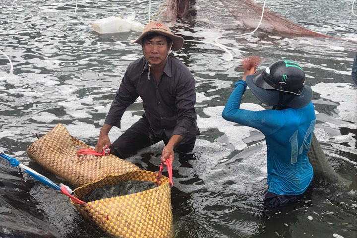 nuôi tôm, thu hoạch tôm, giá tôm, giá tôm Trà Vinh, nuôi tôm Trà Vinh