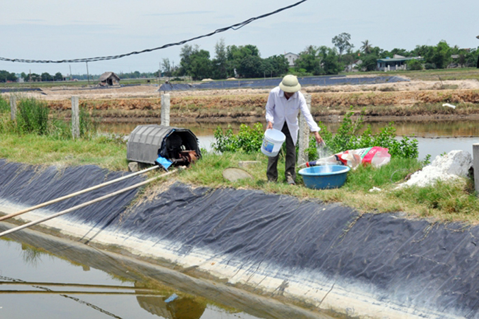 tôm chết, bệnh tôm, hiện tượng tôm chết, nuôi tôm