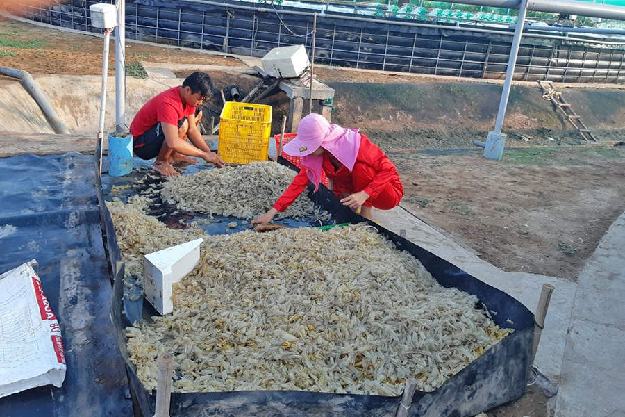 xử lý nước, xử lý nước nuôi tôm, nuôi tôm thẻ, mô hình nuôi tôm, hệ thống biogas