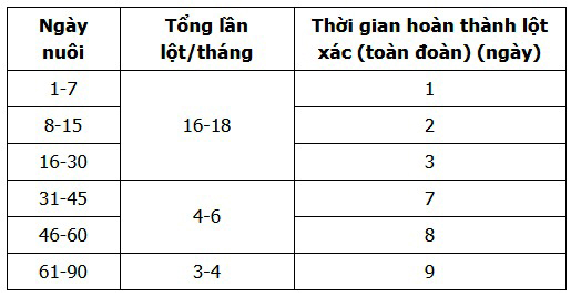 Chu kỳ lột xác của tôm, tôm lột xác, nuôi tôm, kỹ thuật nuôi tôm, tôm thẻ