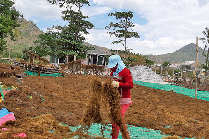 rong mơ, khai thác rong mơ, rong mơ Bình Thuận