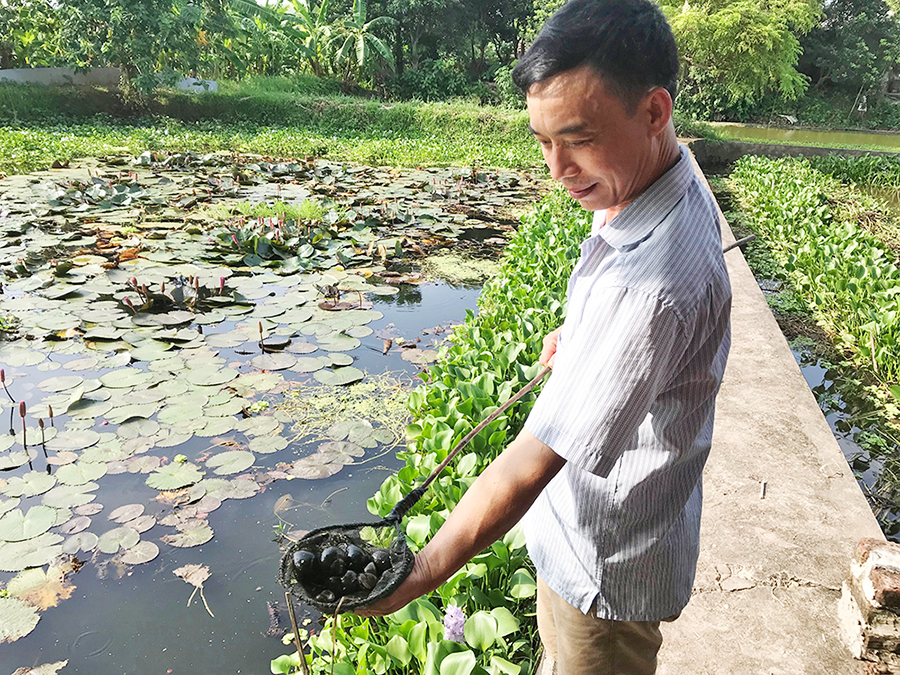 nuôi ốc, nuôi ốc nhồi, mô hình nuôi ốc, nông dân làm giàu