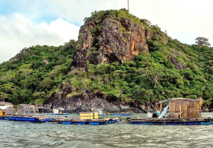 nuôi cá biển, nuôi biển, nuôi cá bớp, nghề nuôi biển, nuôi cá lồng