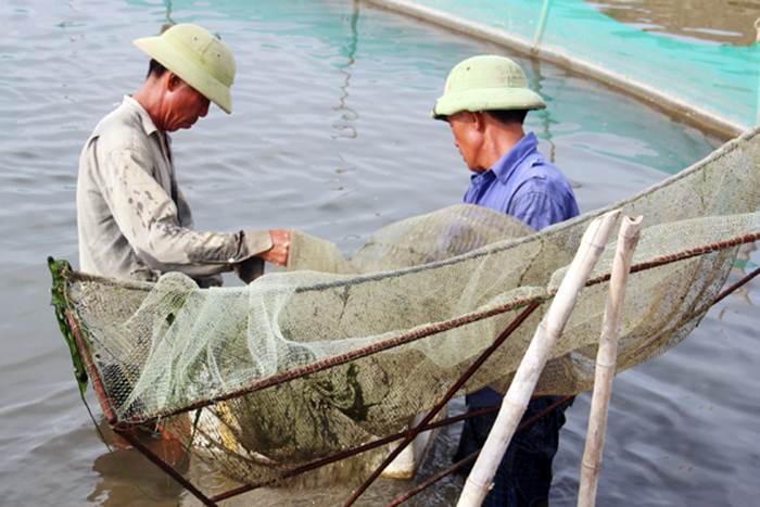 nuôi ốc hương, ốc hương Hà Tĩnh, ốc hương chết, bệnh trên ốc hương