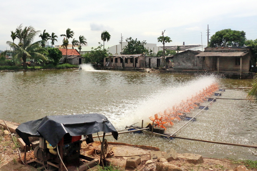 nuôi tôm, vùng nuôi tôm, nuôi tôm Quảng Ninh, nuôi tôm trái phép