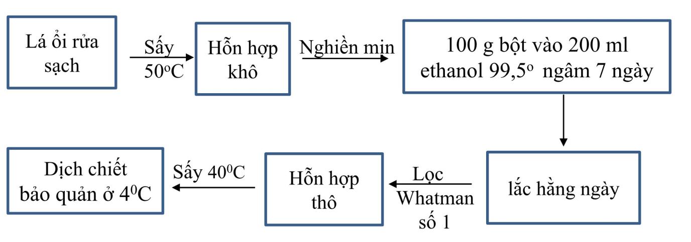 thảo dược cho cá, lá ổi phòng bệnh cá, rong mơ nuôi cá, thảo dược thủy sản, thảo dược nuôi cá