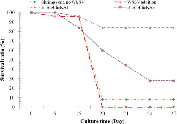 nuôi tôm, tôm thẻ, bệnh trên tôm thẻ, bệnh WSSV, V. parahaemolyticus, Bacillus subtilis