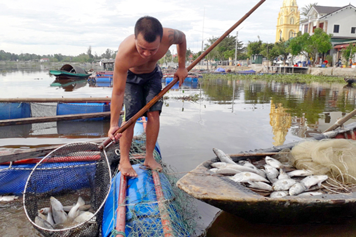 nuôi cá, cá chết, nuôi cá chẽm, nuôi cá Hà Tĩnh, cá chẽm