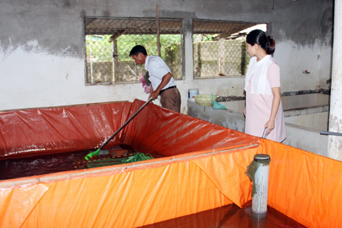 nuôi lươn, giá lươn, mô hình nuôi lươn, nuôi lươn trong bể xi măng