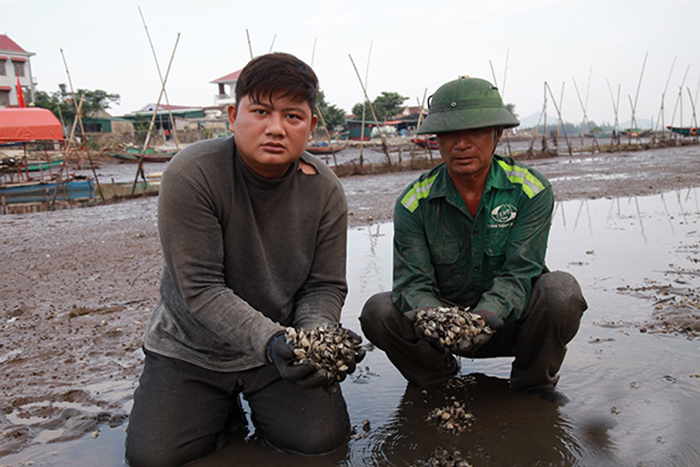 ngao chết, bệnh trên ngao, nuôi ngao, nguyên nhân ngao chết, ngao chết Hà Tĩnh