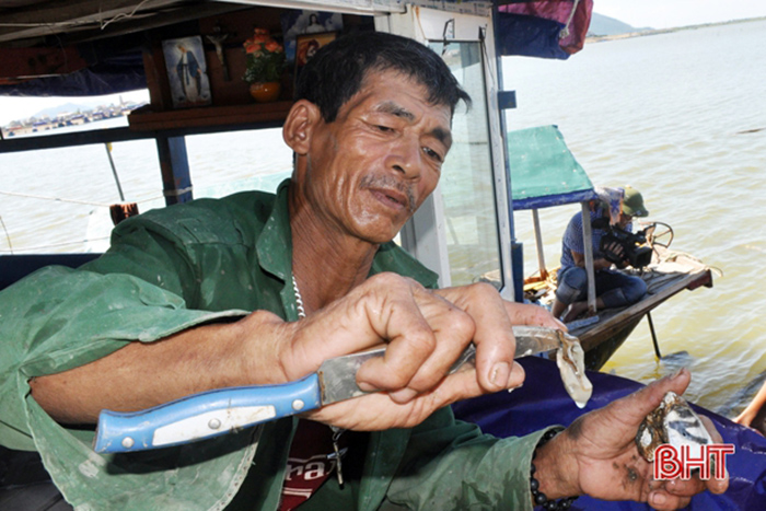 nuôi hàu, mô hình nuôi hàu, nuôi hàu Hà Tĩnh, hàu chết, nuôi thủy sản mùa lũ