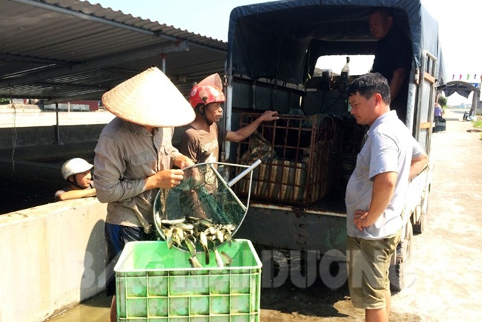 trang trại cá giống, sản xuất cá giống, cá giống Hải Dương, nông dân làm giàu