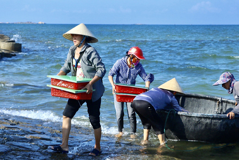 đánh bắt, đánh bắt thủy sản, tàu cá, khai thác thủy sản, thủy sản