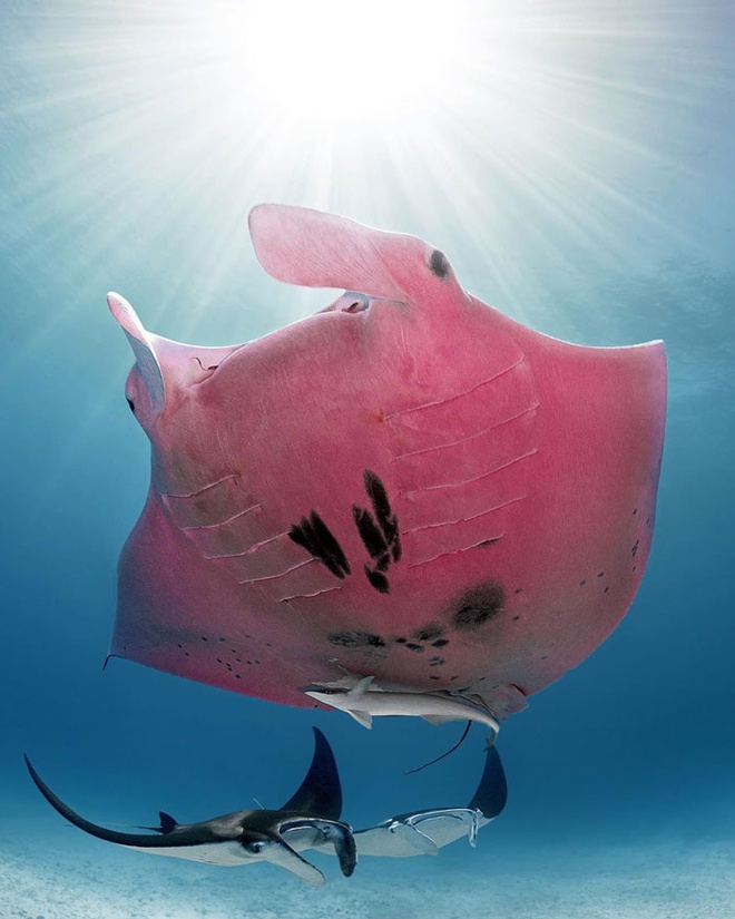 Hình ảnh Vẽ Tay Cá Hồi Biển PNG Miễn Phí Tải Về  Lovepik