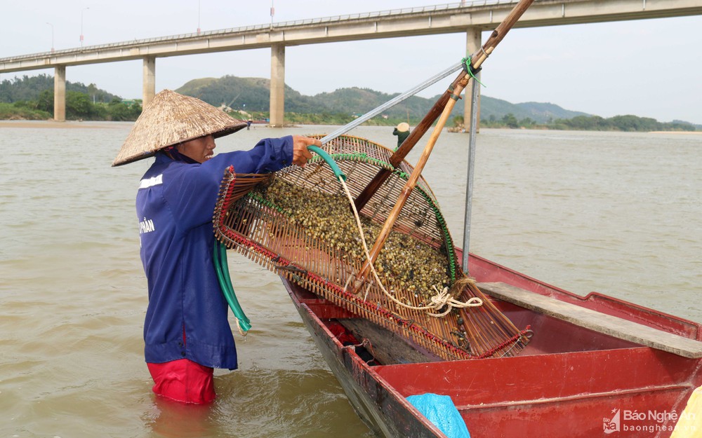 cào hến