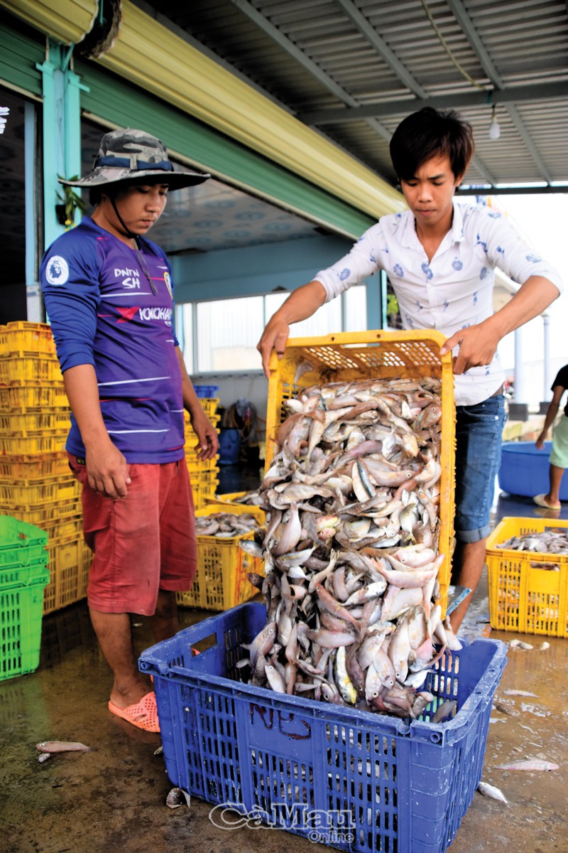 vựa cá