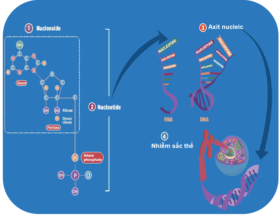 Vai trò của axit nucleic - Tổng quan và ứng dụng trong di truyền và sinh học phân tử