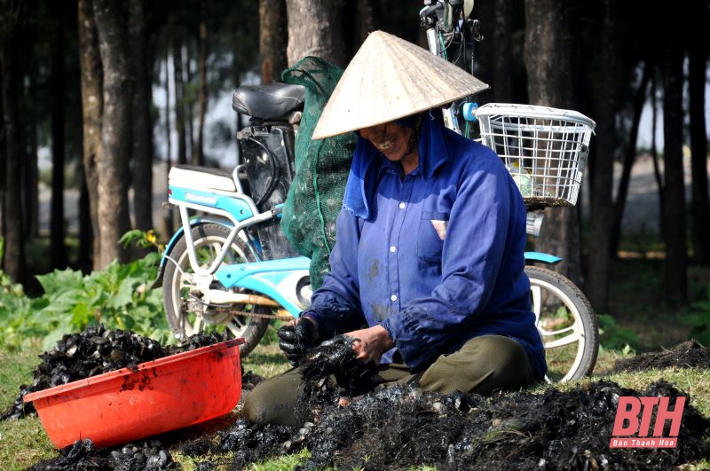 vẹm nước lợ