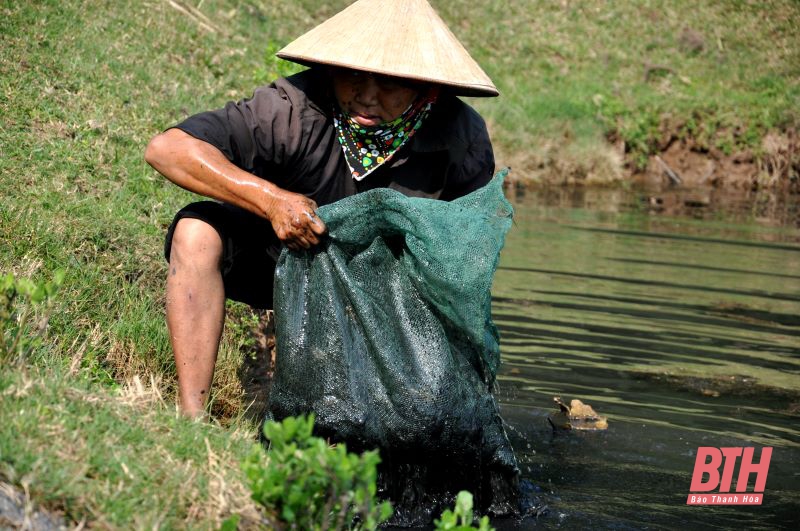 vẹm nước lợ