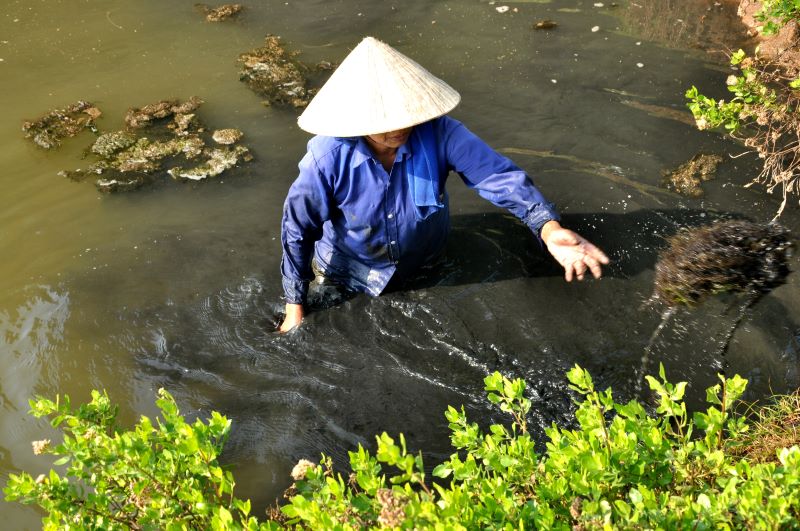 vẹm nước lợ