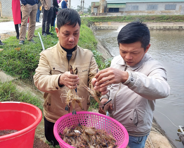 Nuôi tôm canh tôm càng xanh